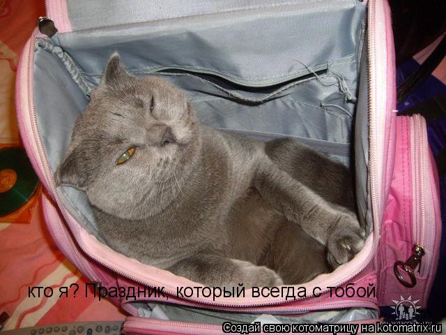 Котоматрица: кто я? Праздник, который всегда с тобой