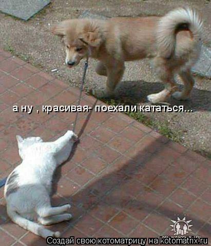 Котоматрица: а ну , красивая- поехали кататься...