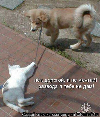 Котоматрица: нет, дорогой, и не мечтай! развода я тебе не дам!