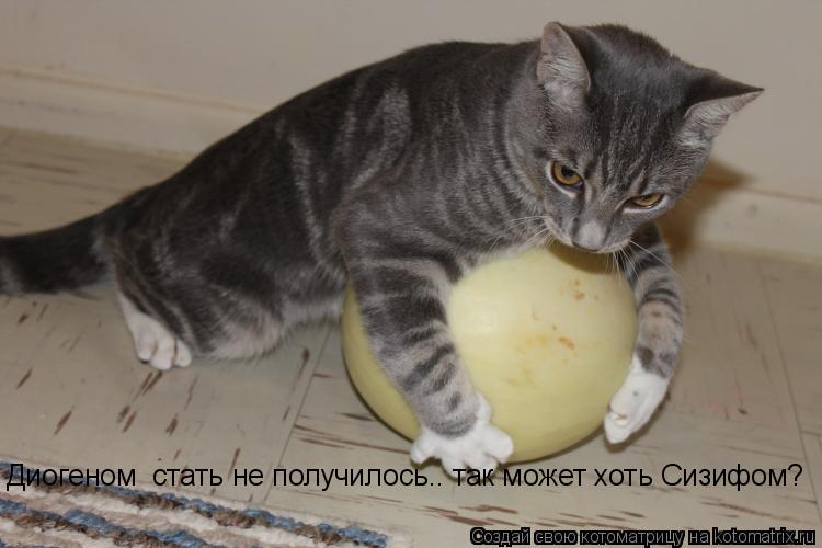 Котоматрица: Диогеном  стать не получилось.. так может хоть Сизифом?