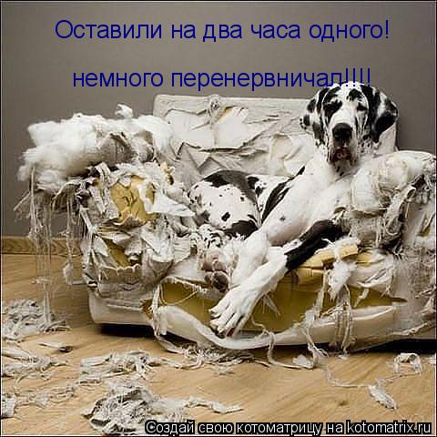 Котоматрица: Оставили на два часа одного! немного перенервничал!!!!