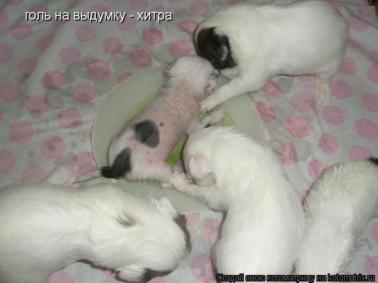 Котоматрица: голь на выдумку - хитра