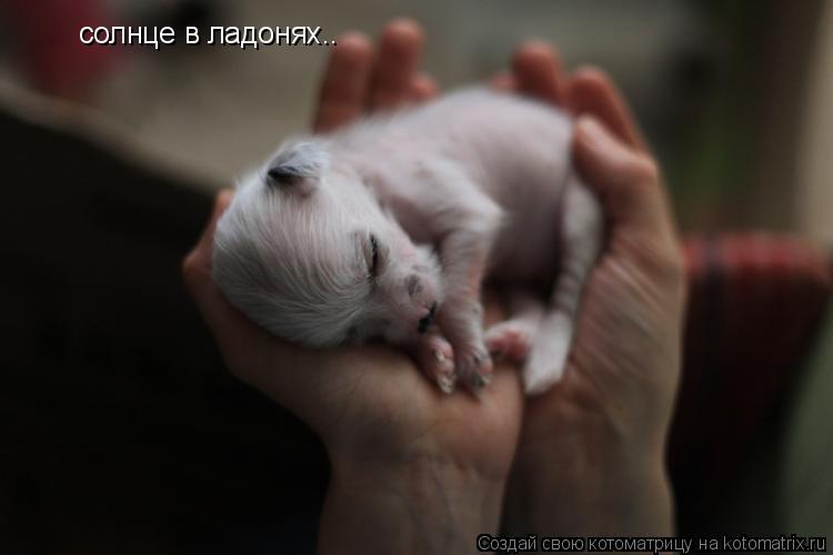 Котоматрица: солнце в ладонях..