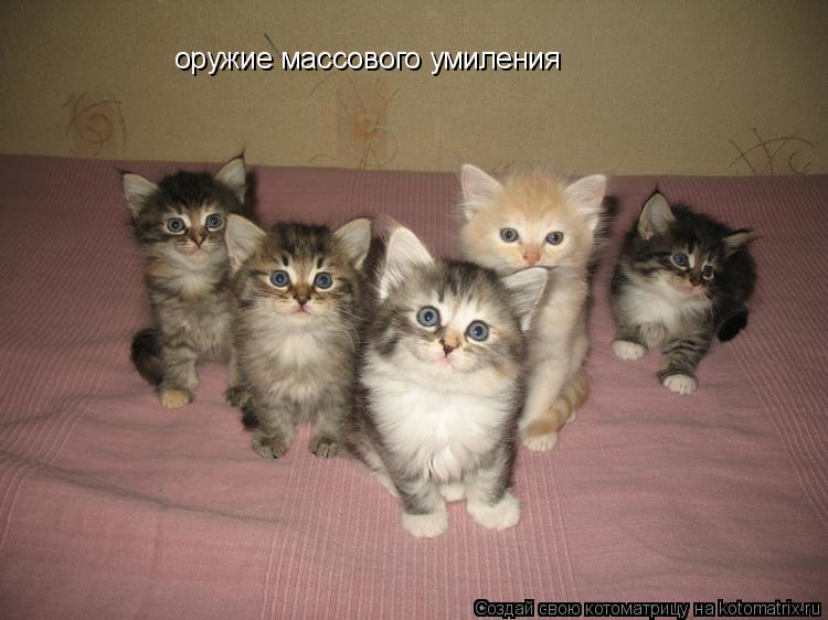 Котоматрица: оружие массового умиления