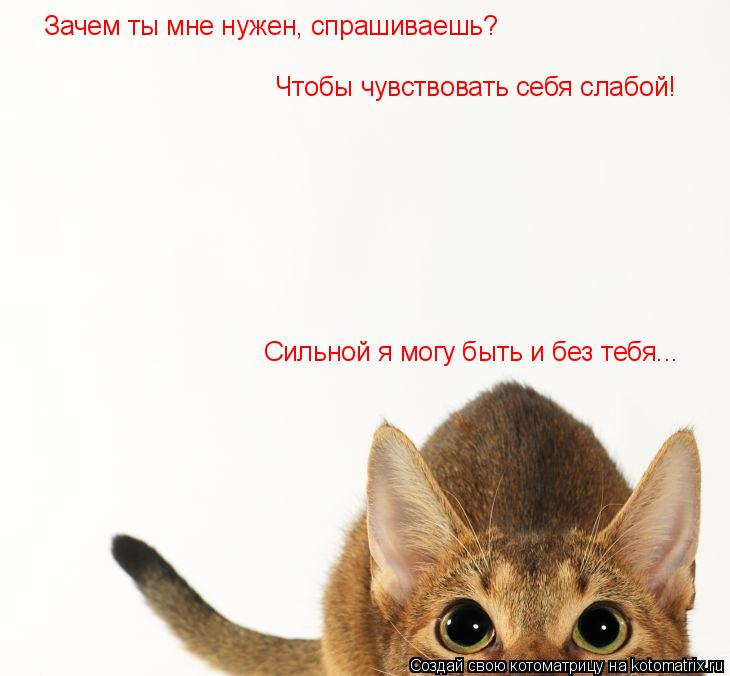 Котоматрица: Зачем ты мне нужен, спрашиваешь?  Чтобы чувствовать себя слабой! Сильной я могу быть и без тебя...
