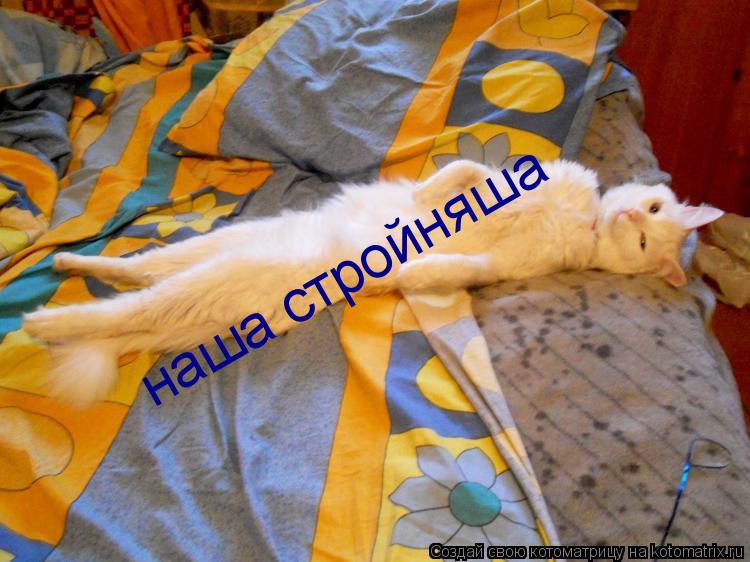 Котоматрица: наша стройняша