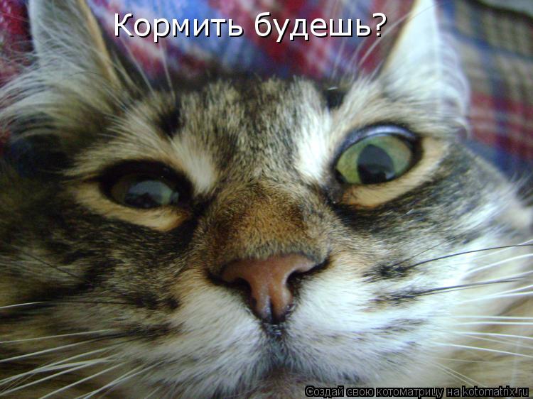 Котоматрица: Кормить будешь?