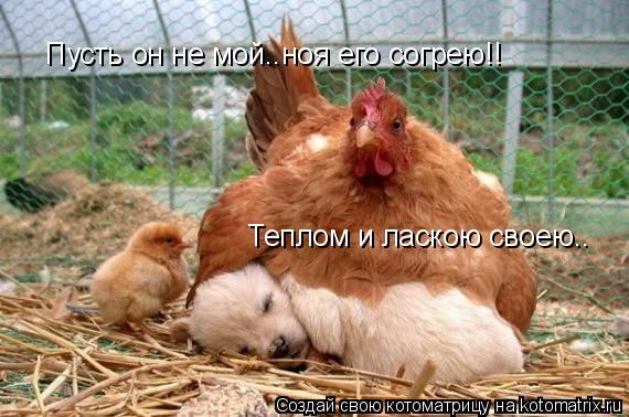 Котоматрица: Пусть он не мой..ноя его согрею!! Теплом и ласкою своею..