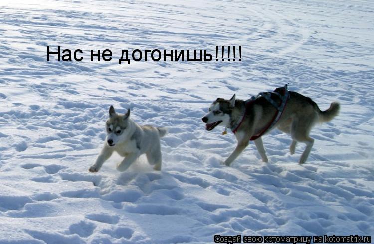 Котоматрица: Нас не догонишь!!!!!