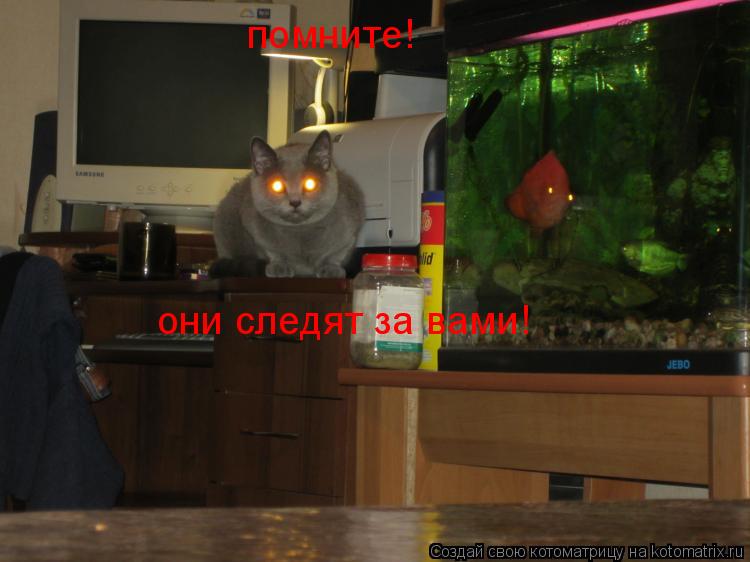Котоматрица: помните!  они следят за вами!