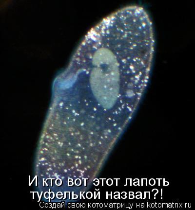 И кто вот этот лапоть туфелькой назвал?!... Котоматрица: И кто вот этот лапоть туфелькой назвал?!