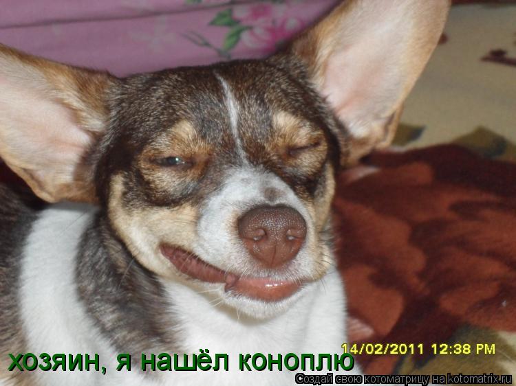 Котоматрица: хозяин, я нашёл коноплю
