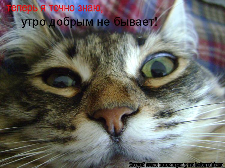 Котоматрица: теперь я точно знаю, утро добрым не бывает!