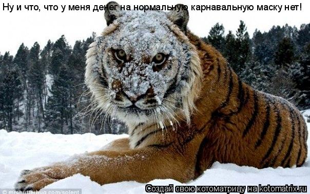 Котоматрица: Ну и что, что у меня денег на нормальную карнавальную маску нет!