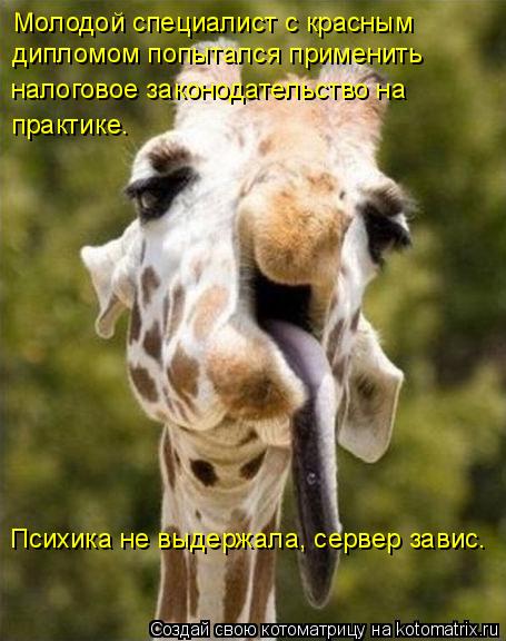 Котоматрица: Молодой специалист с красным  дипломом попытался применить налоговое законодательство на  практике. Психика не выдержала, сервер завис.