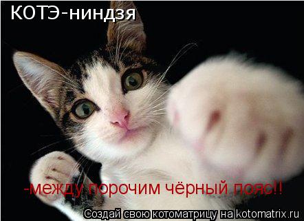 Котоматрица: КОТЭ-ниндзя  -между порочим чёрный пояс!!