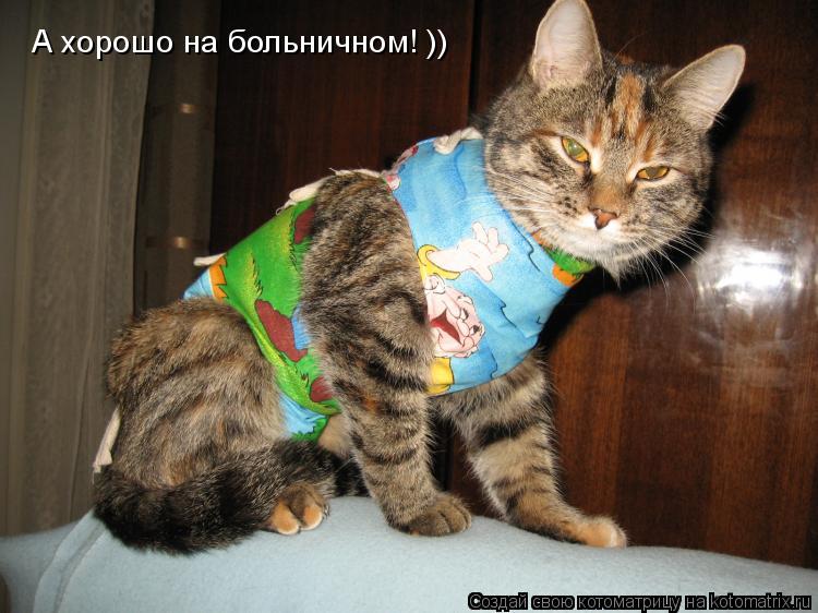 Котоматрица: А хорошо на больничном! ))