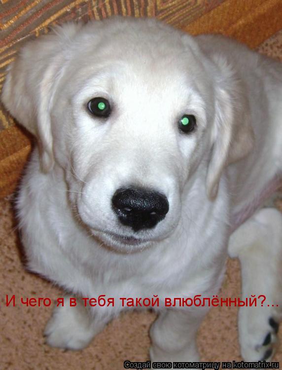 Котоматрица: И чего я в тебя такой влюблённый?...
