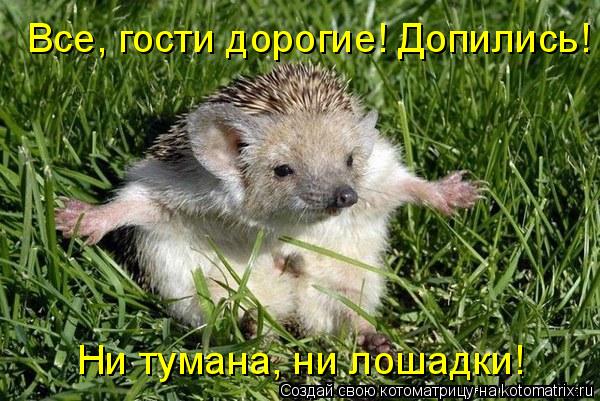 Котоматрица: Все, гости дорогие! Допились! Ни тумана, ни лошадки!