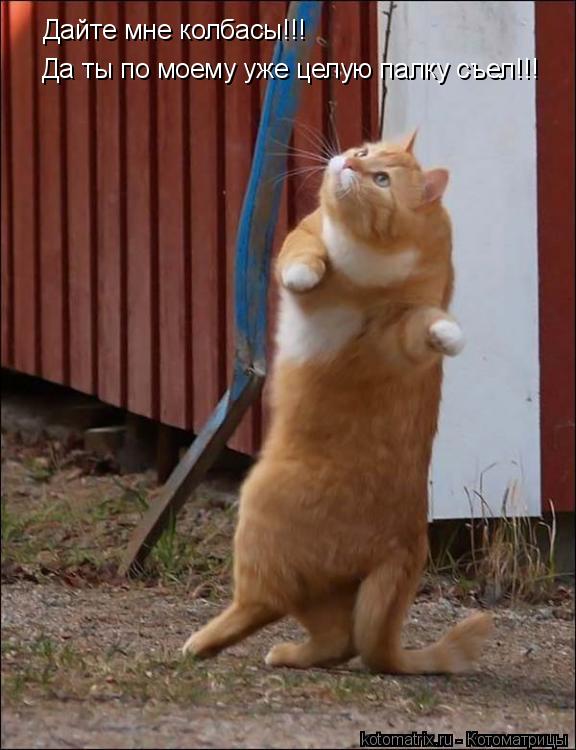 Котоматрица: Дайте мне колбасы!!! Да ты по моему уже целую палку съел!!!