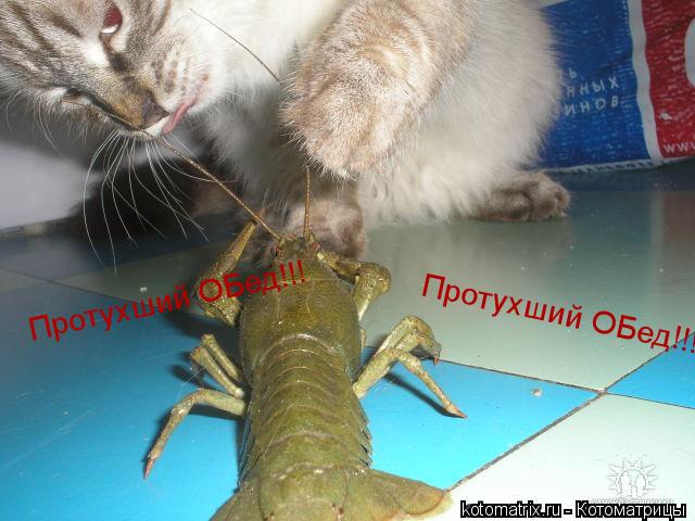 Котоматрица: Протухший ОБед!!! Протухший ОБед!!!