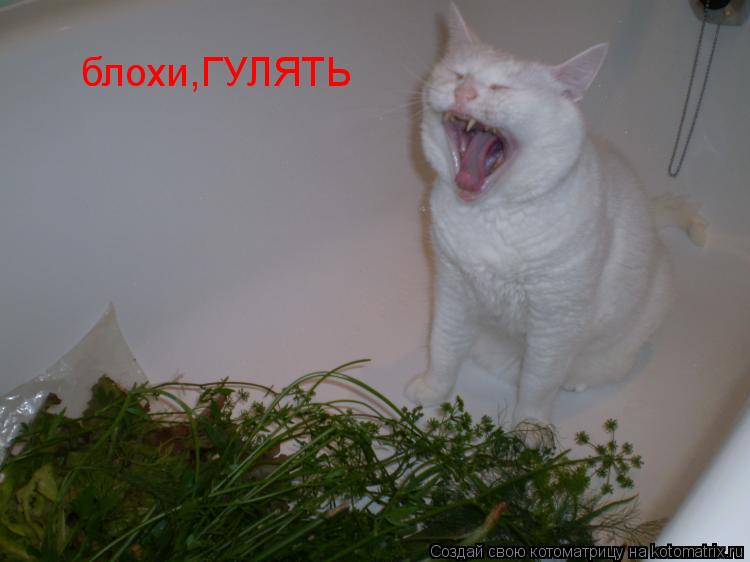 Котоматрица: блохи,ГУЛЯТЬ
