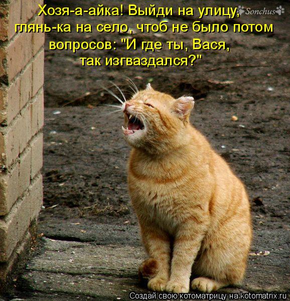 Хозя-а-айка! Выйди на улицу, глянь-ка на село, чтоб не было потом вопросов: "И где ты, Вася, так изг... Котоматрица: Хозя-а-айка! Выйди на улицу, глянь-ка на село, чтоб не было потом вопросов: "И где ты, Вася, так изгваздался?"