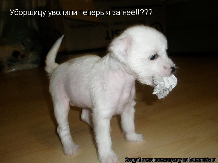 Котоматрица: Уборщицу уволили теперь я за неё!!???