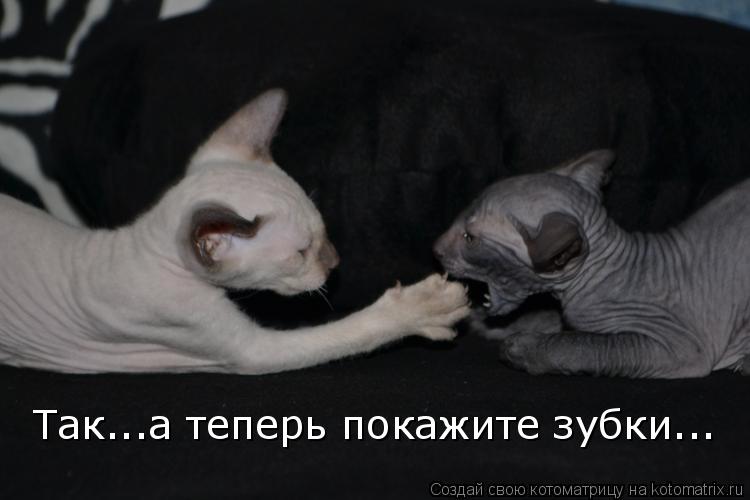 Котоматрица: Так...а теперь покажите зубки...
