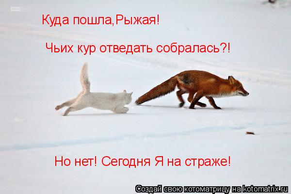Котоматрица: Куда пошла,Рыжая! Но нет! Сегодня Я на страже! Чьих кур отведать собралась?!