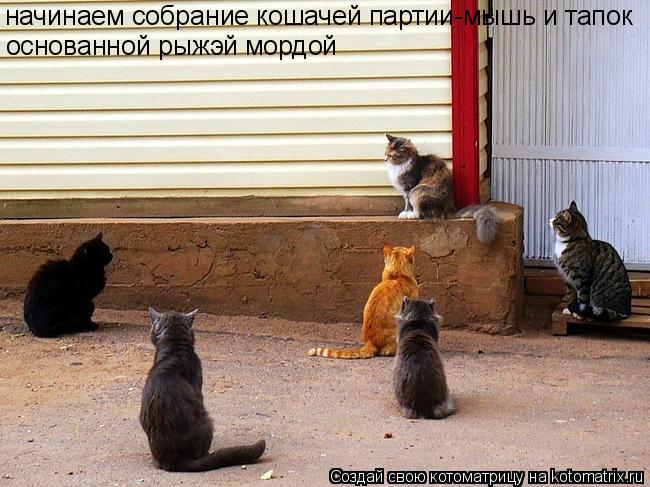 Котоматрица: начинаем собрание кошачей партии-мышь и тапок основанной рыжэй мордой