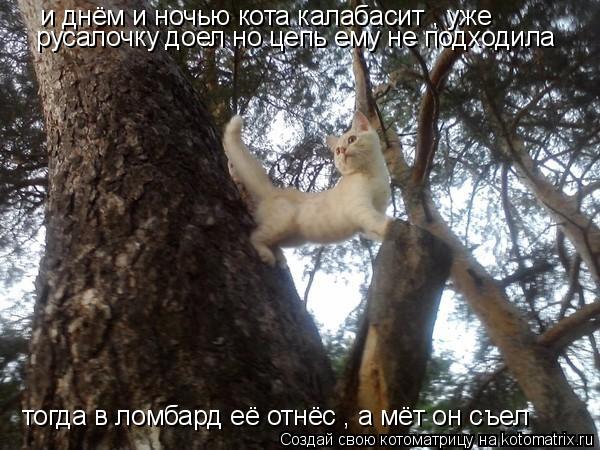 Котоматрица: и днём и ночью кота калабасит , уже   русалочку доел но цепь ему не подходила тогда в ломбард её отнёс , а мёт он съел