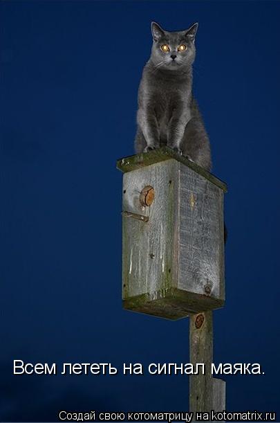 Котоматрица: Всем лететь на сигнал маяка.