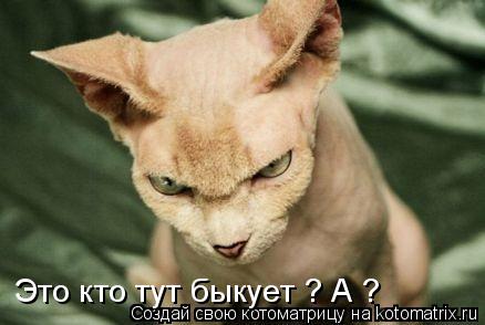 Котоматрица: Это кто тут быкует ? А ?