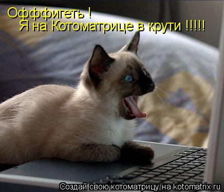 Котоматрица: Офффигеть !  Я на Котоматрице в крути !!!!!