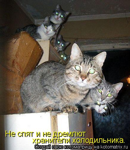 Котоматрица: Не спят и не дремлют хранители холодильника.