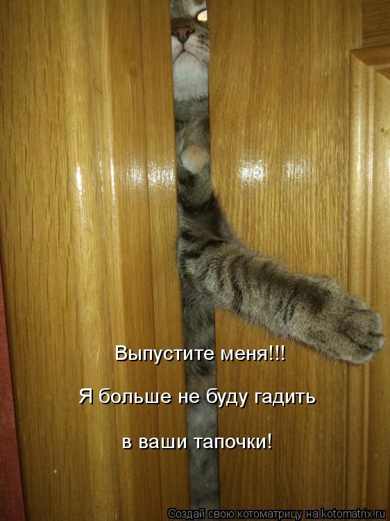 Котоматрица: Выпустите меня!!! в ваши тапочки! Я больше не буду гадить