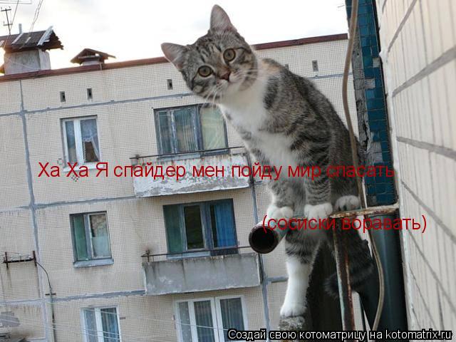 Котоматрица: Ха Ха Я спайдер мен пойду мир спасать Ха Ха Я спайдер мен пойду мир спасать (сосиски воравать)