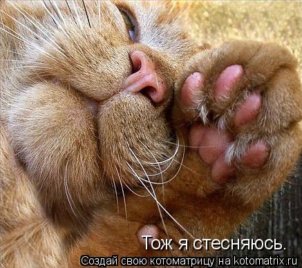 Котоматрица: Тож я стесняюсь.
