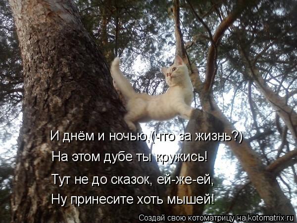 Котоматрица: И днём и ночью,(что за жизнь?) На этом дубе ты кружись! Тут не до сказок, ей-же-ей,  Ну принесите хоть мышей!