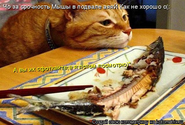 Котоматрица: Чо за срочность Мышы в подвале аяяЙ Как не хорошо с(: А вы их сфоткайте,а я потом посмотрю)*