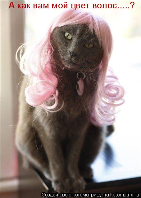 Котоматрица: А как вам мой цвет волос.....?