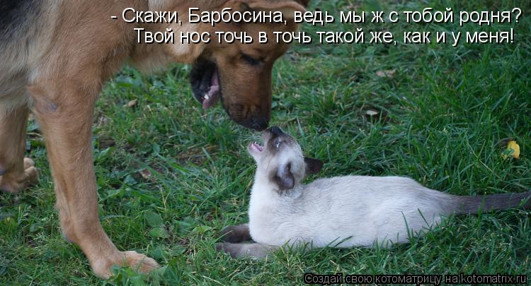 Котоматрица: - Скажи, Барбосина, ведь мы ж с тобой родня? Твой нос точь в точь такой же, как и у меня!