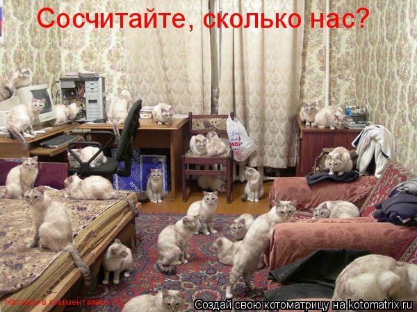 Котоматрица: Сосчитайте, сколько нас? Напиши в комментариях =D