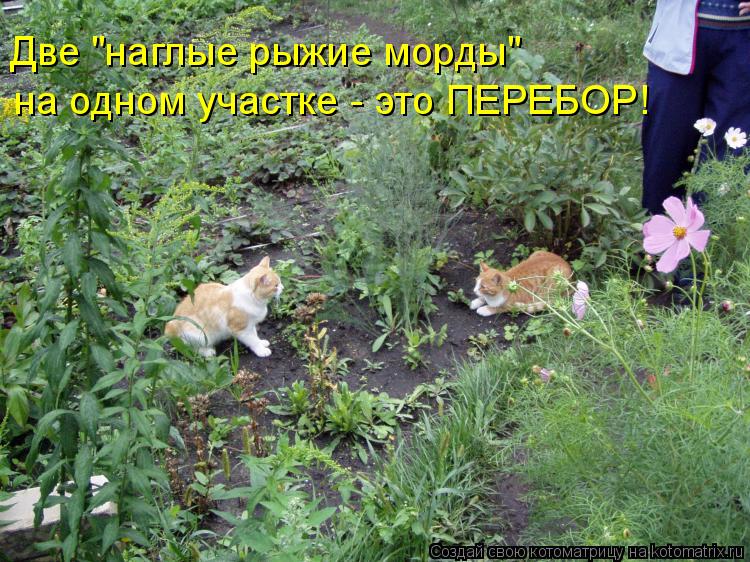 Котоматрица: Две "наглые рыжие морды" на одном участке - это ПЕРЕБОР!