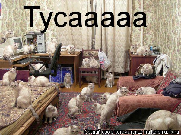 Котоматрица: Тусааааа