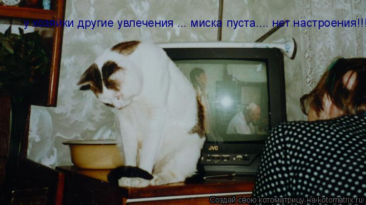 Котоматрица: у хозяйки другие увлечения ... миска пуста.... нет настроения!!!