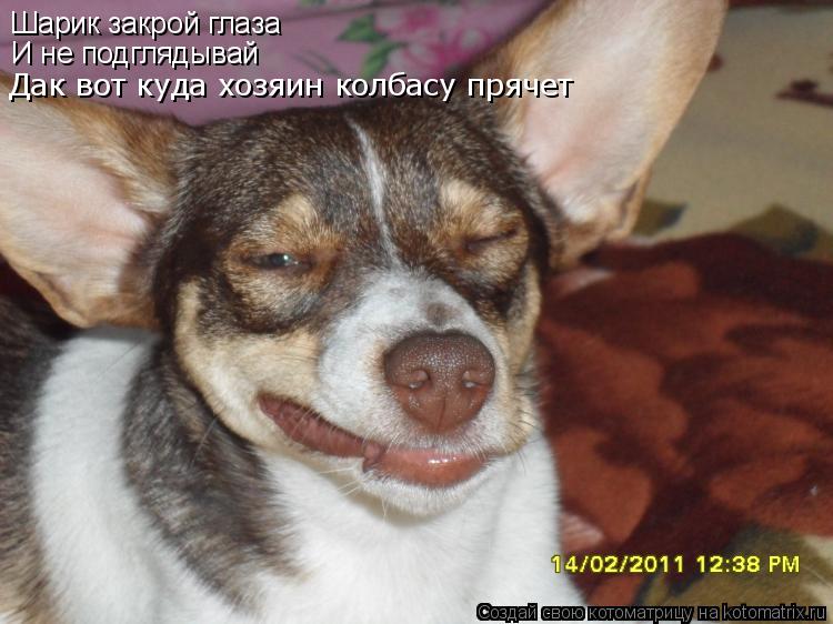 Котоматрица: Шарик закрой глаза И не подглядывай Дак вот куда хозяин колбасу прячет