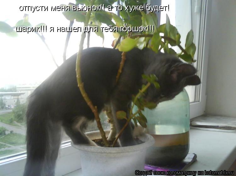Котоматрица: пппп отпусти меня вьюнок!! а то хуже будет! шарик!!! я нашел для тебя горшок!!!