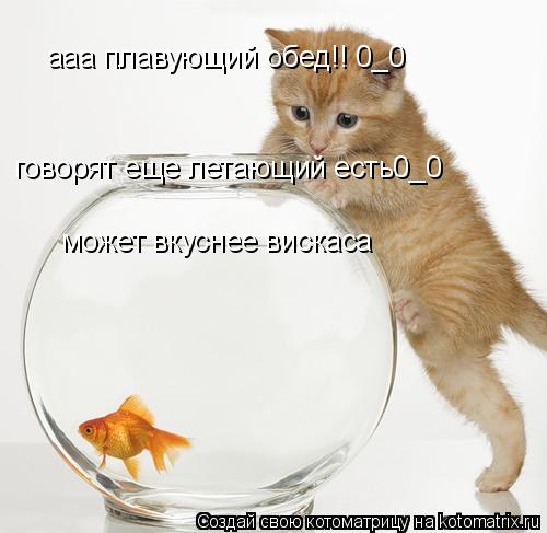 Котоматрица: ааа плавующий обед!! 0_0 говорят еще летающий есть0_0 может вкуснее вискаса